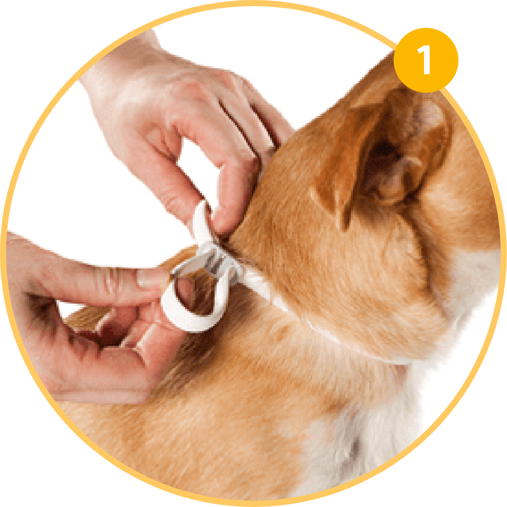 Mettre le collier Scalibor Protector autour du cou du chien