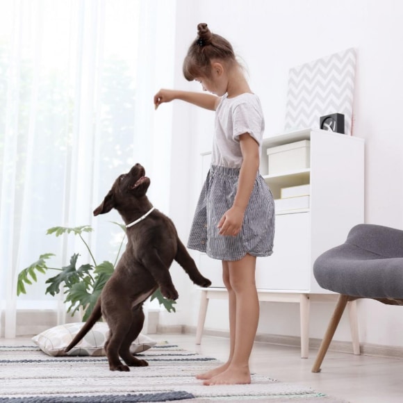 Un enfant joue avec un chien portant un collier de protection Scalibor