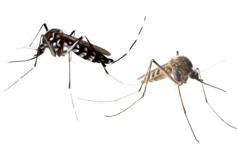Image de deux moustiques/moustiques