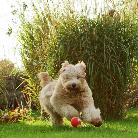 Chien jouant avec une balle rouge