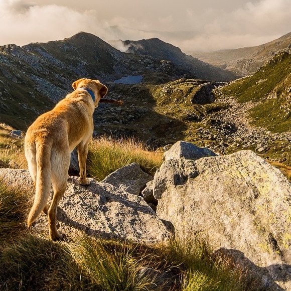 Hund in den Bergen