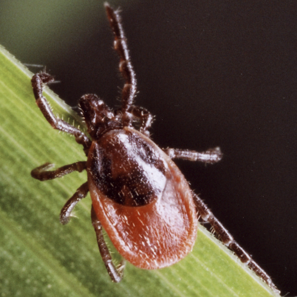 Zecke auf Blatt