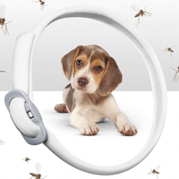 Beagle umrahmt mit Scalibor Protectorband